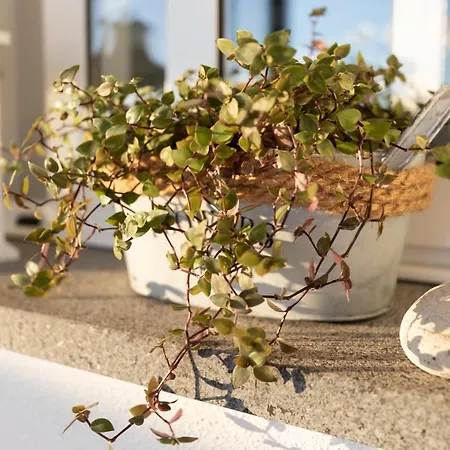 In Our Cozy And Wonderful Casa Da Rosinha בית נופש